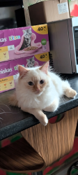 Lost Female Cat last seen Halifax road Albert royde street roundabout rochdale, Greater Manchester, England OL15 8DT