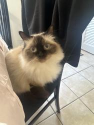 Lost Female Cat last seen Near e shadburn ave, Buford, GA 30518