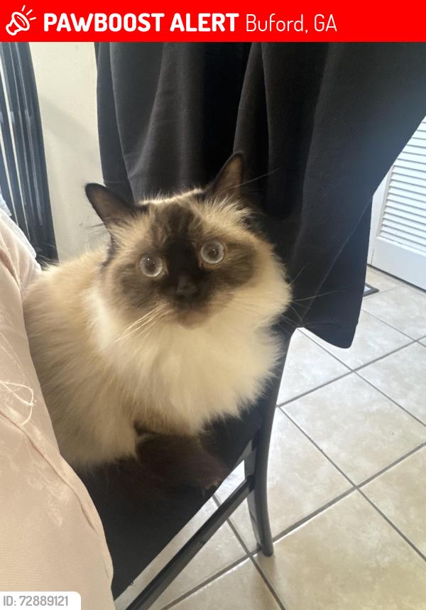 Lost Female Cat last seen Near e shadburn ave, Buford, GA 30518