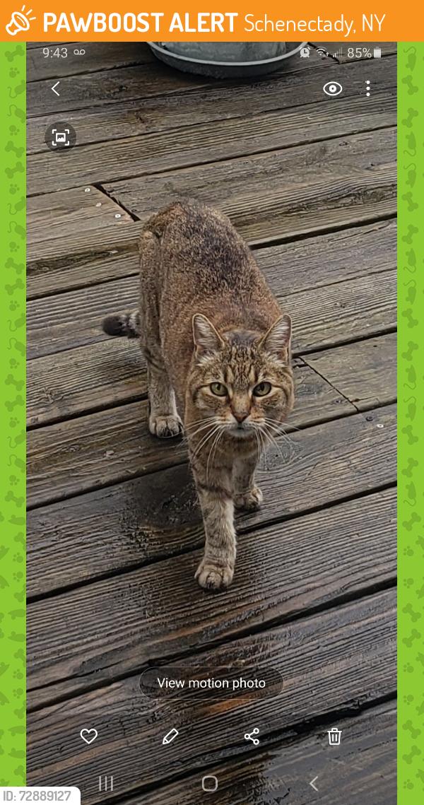 Found/Stray Unknown Cat last seen Euclid and Genesee Street , Schenectady, NY 12306