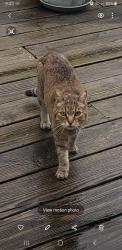 Found/Stray Unknown Cat last seen Euclid and Genesee Street , Schenectady, NY 12306