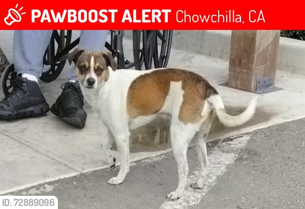 Lost Male Dog last seen Santa Cruz and Plum Chowchilla, CA, Chowchilla, CA 93610