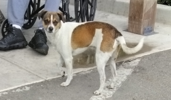 Lost Male Dog last seen Santa Cruz and Plum Chowchilla, CA, Chowchilla, CA 93610