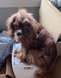 Lost Male Dog last seen Buchanan and 10th Avenue North, Nashville, TN 37208