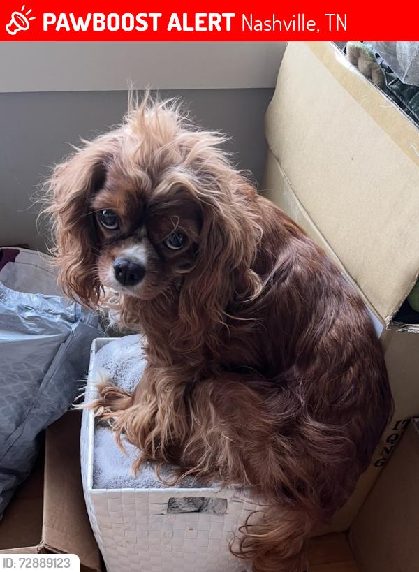 Lost Male Dog last seen Buchanan and 10th Avenue North, Nashville, TN 37208