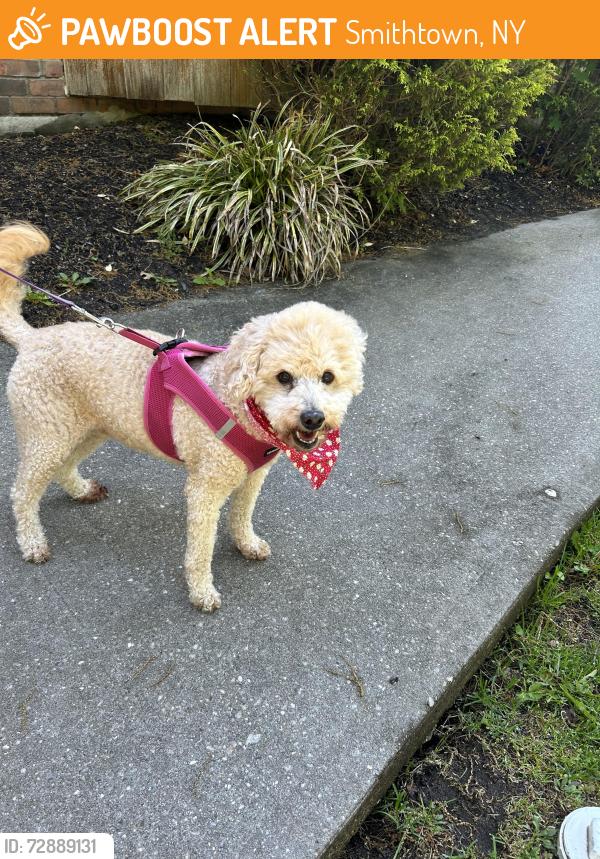 Found/Stray Female Dog last seen Blydenburg , Smithtown, NY 11787