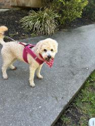 Found/Stray Female Dog last seen Blydenburg , Smithtown, NY 11787