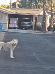 Found/Stray Unknown Dog last seen S. Sawgrass Dr/ Waterview Dr, Chandler, AZ 85249