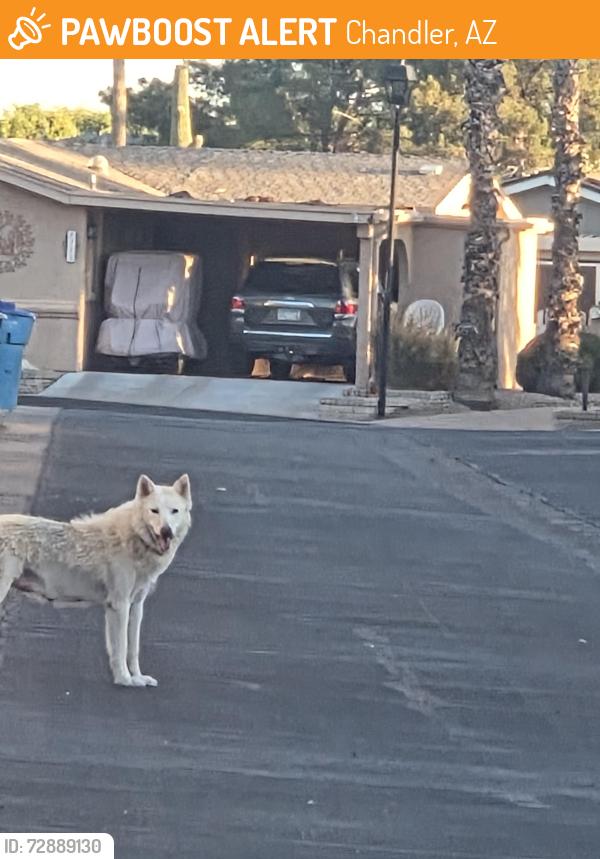 Found/Stray Unknown Dog last seen S. Sawgrass Dr/ Waterview Dr, Chandler, AZ 85249