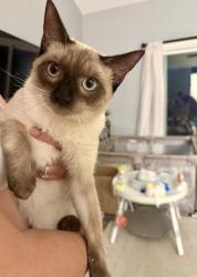 Found/Stray Male Cat last seen Lake Forest sports park, Lake Forest, CA 92630