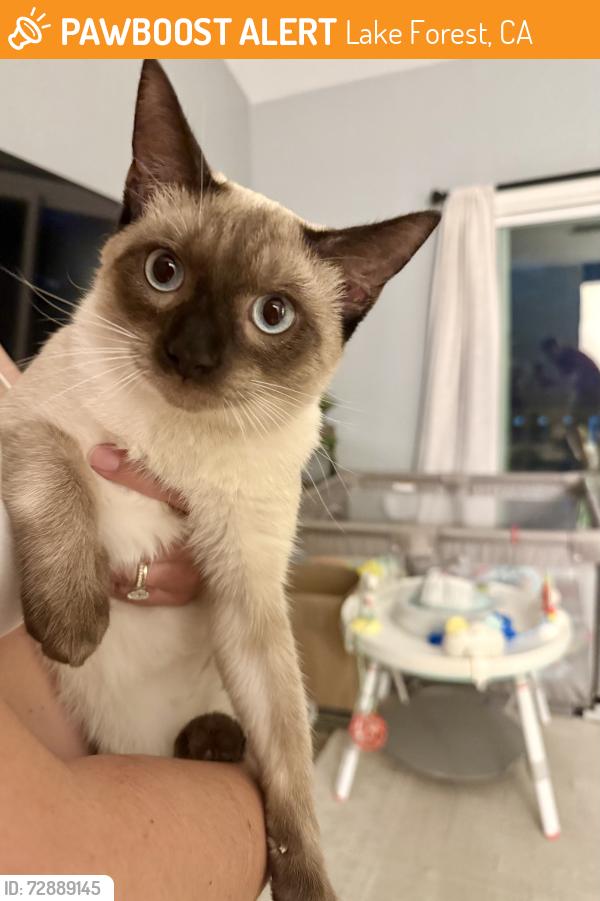 Found/Stray Male Cat last seen Lake Forest sports park, Lake Forest, CA 92630