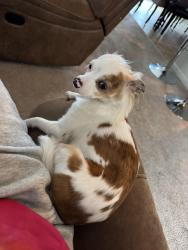 Lost Female Dog last seen Near Dissdale lane , Chesapeake, VA 23320