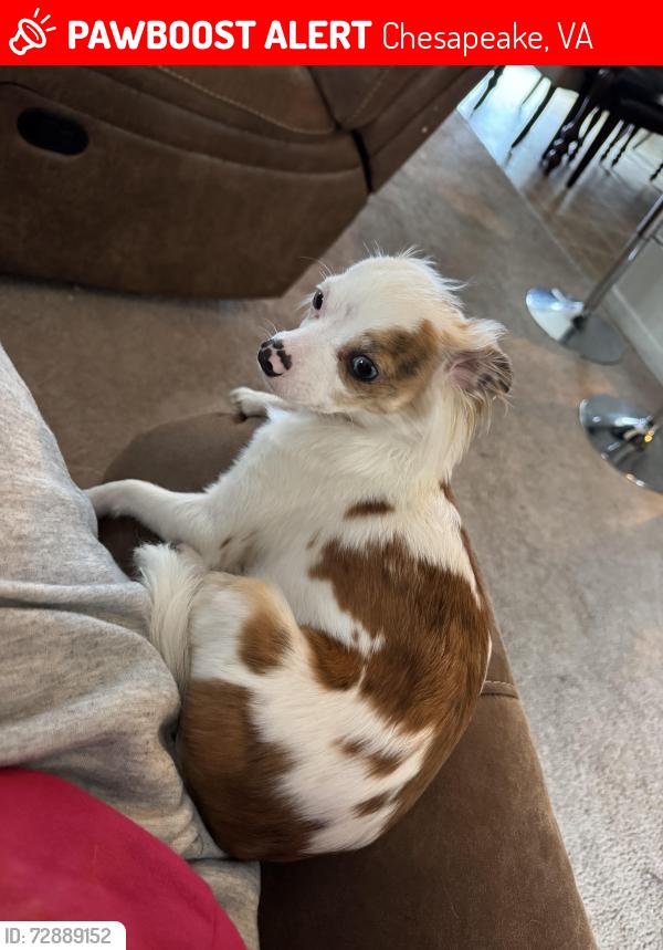 Lost Female Dog last seen Near Dissdale lane , Chesapeake, VA 23320