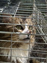 Found/Stray Unknown Cat last seen Between Mel Oaks & Ferguson Road, Orange County, NC 27516