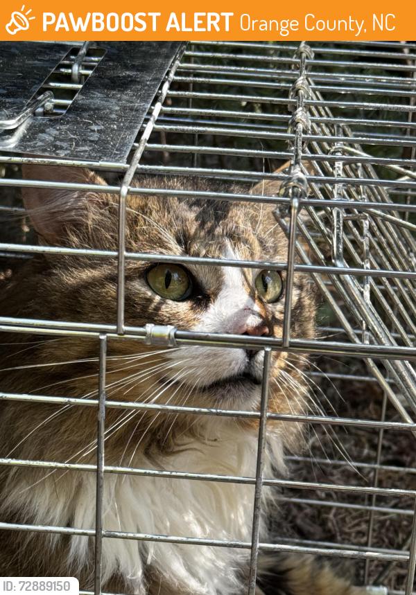 Found/Stray Unknown Cat last seen Between Mel Oaks & Ferguson Road, Orange County, NC 27516