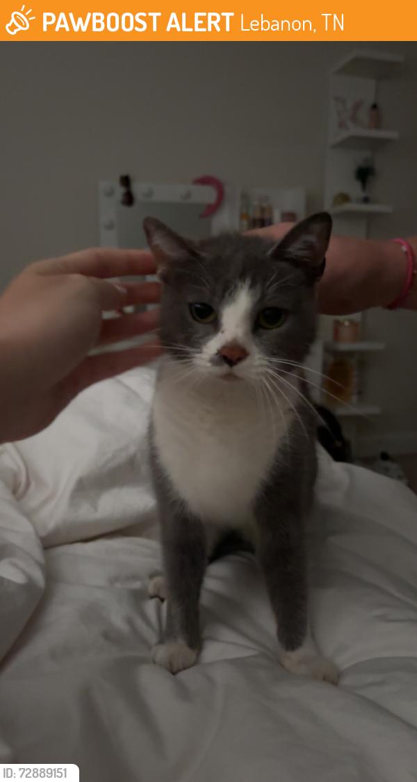 Found/Stray Female Cat last seen Spence Creek Dr, Lebanon, Tn, Usa, Lebanon, TN 37087