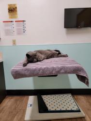 Lost Female Cat last seen Safe landing dr and Peyton hwy, Peyton, CO 80831