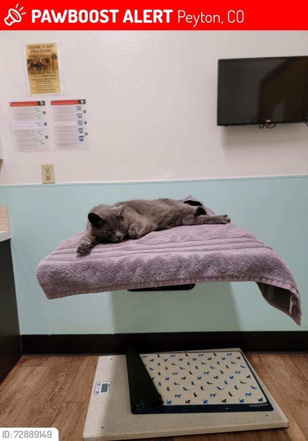 Lost Female Cat last seen Safe landing dr and Peyton hwy, Peyton, CO 80831