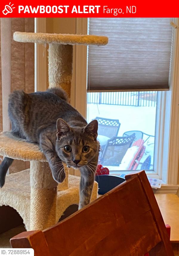 Lost Male Cat last seen 47th street S & woodhaven dr, Fargo, ND 58104