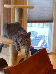 Lost Male Cat last seen 47th street S & woodhaven dr, Fargo, ND 58104
