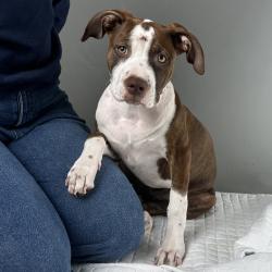 Shelter Stray Female Dog last seen , Palm Springs, CA 92264