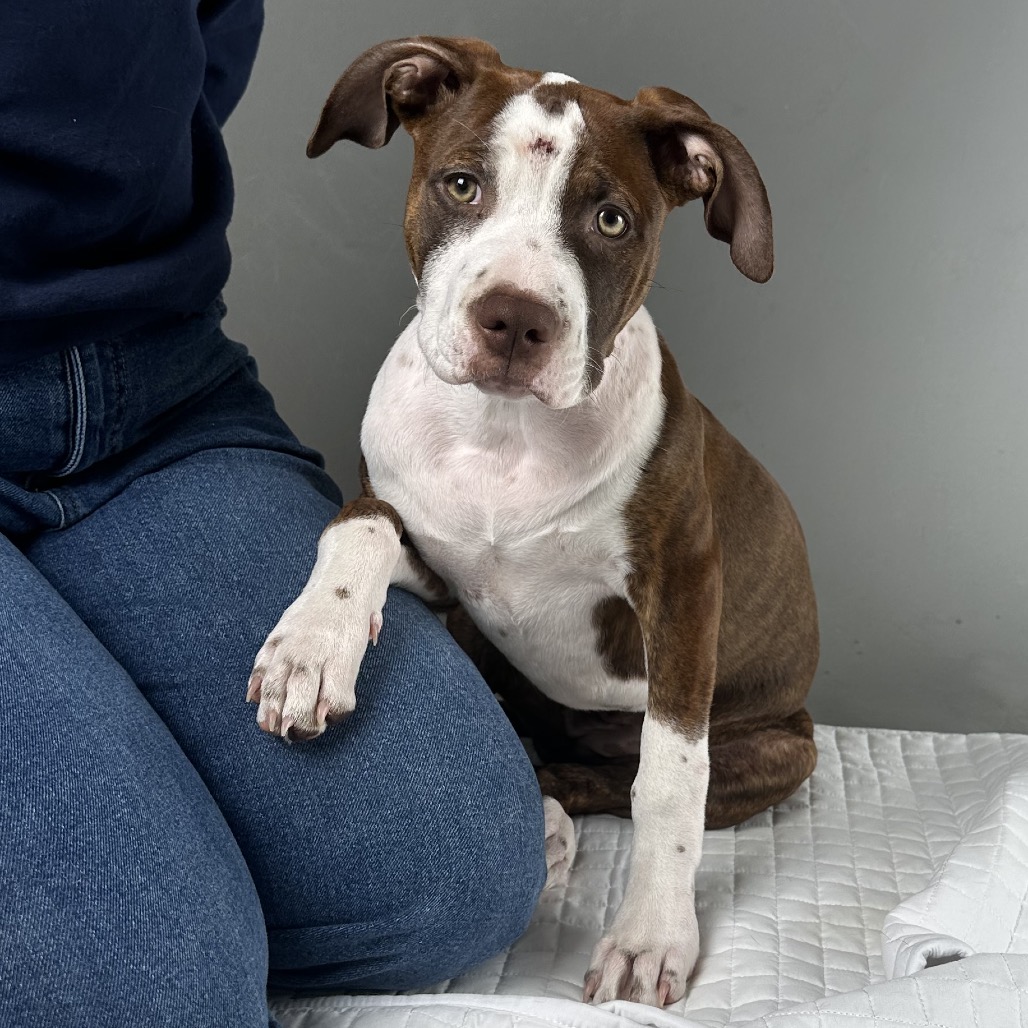 Shelter Stray Female Dog last seen , Palm Springs, CA 92264
