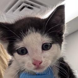 Shelter Stray Male Cat last seen , Greenville, SC 29609