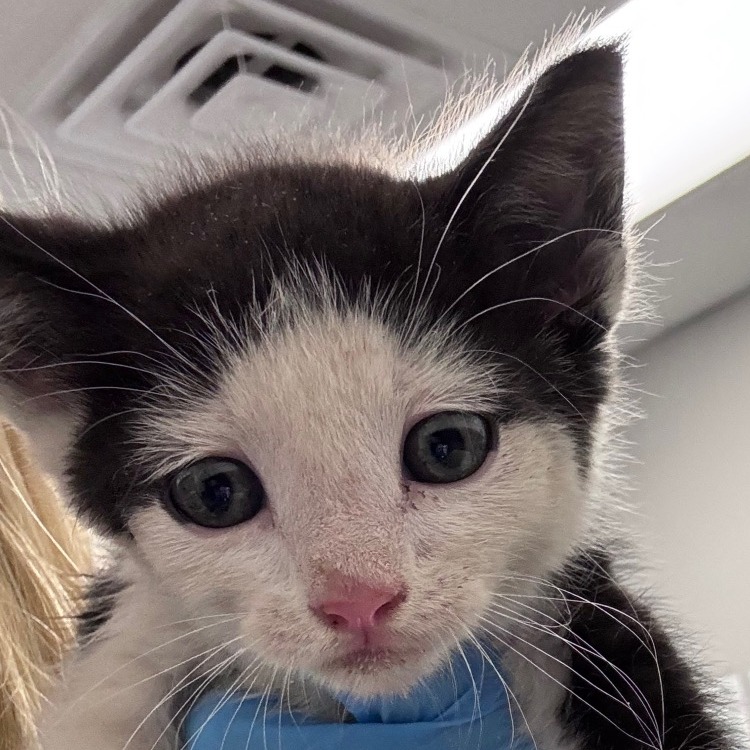 Shelter Stray Male Cat last seen , Greenville, SC 29609