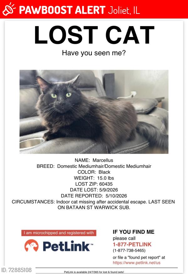 Lost Male Cat last seen Bataan st Joliet 60435, Joliet, IL 60435