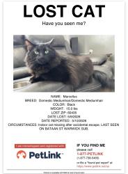 Lost Male Cat last seen Bataan st Joliet 60435, Joliet, IL 60435