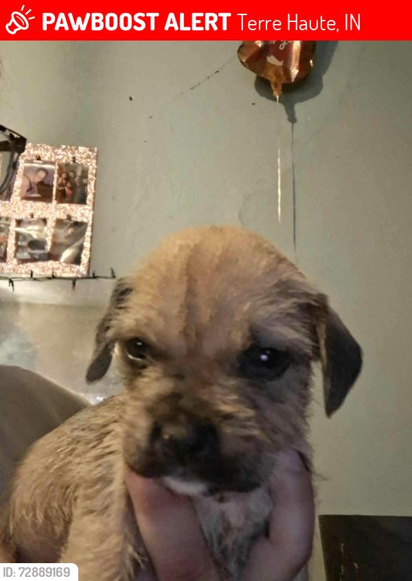 Lost Female Dog last seen Spencer ball park , Terre Haute, IN 47807