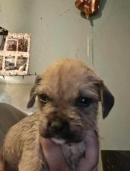 Lost Female Dog last seen Spencer ball park , Terre Haute, IN 47807