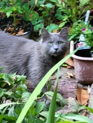 Found/Stray Unknown Cat last seen Amberhill and Beaconwood 27455, Greensboro, NC 27455