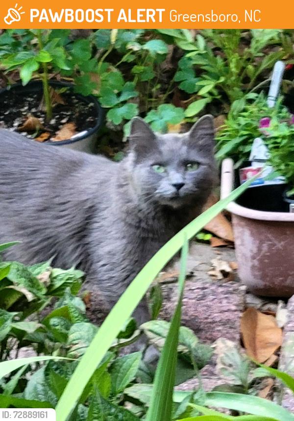 Found/Stray Unknown Cat last seen Amberhill and Beaconwood 27455, Greensboro, NC 27455