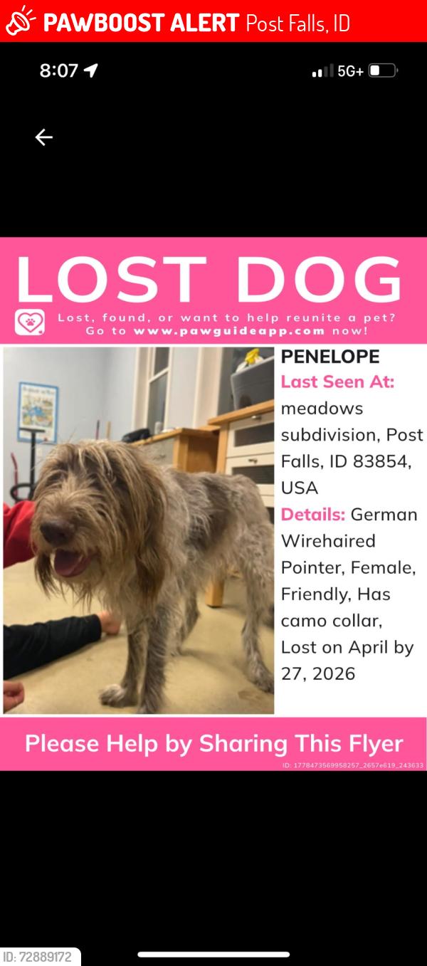 Lost Female Dog last seen Maguire, Post Falls, ID 83854