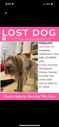 Lost Female Dog last seen Maguire, Post Falls, ID 83854
