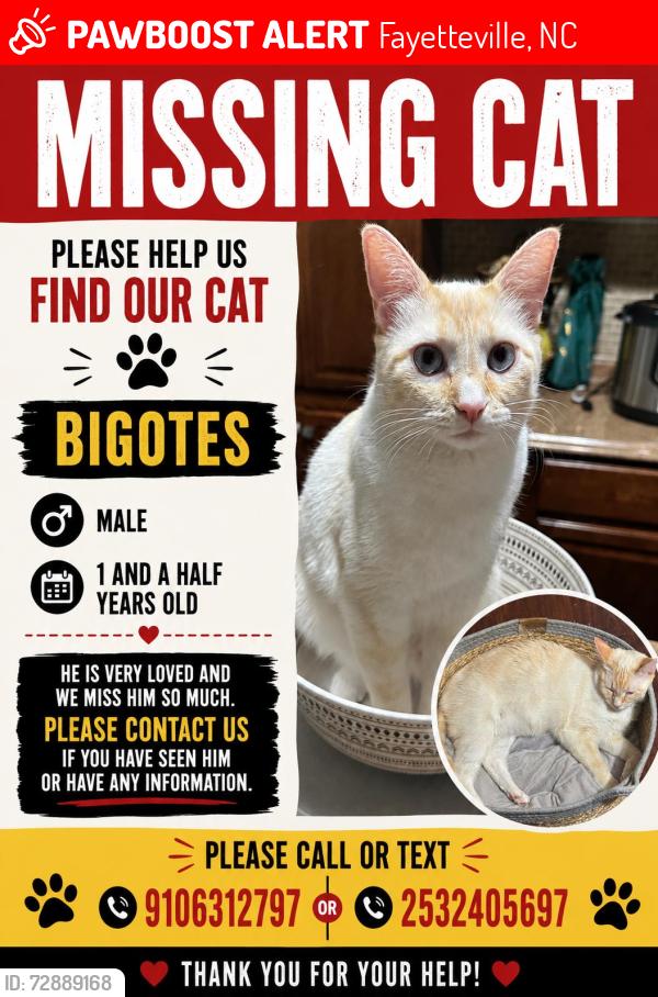 Lost Male Cat last seen Laketrail Dr Fayettevile Nc , Fayetteville, NC 28304