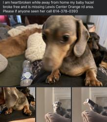 Reunited Female Dog last seen Sotherby crossing, Oak Glen, CA 92399