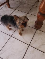 Found/Stray Unknown Dog last seen Powers and Clarcona-Ocoee , Pine Hills, FL 32818