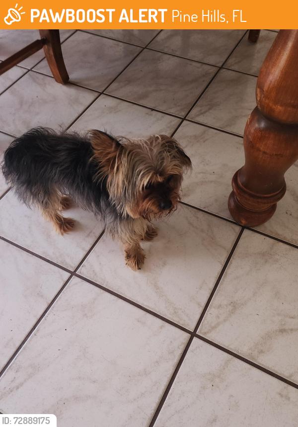Found/Stray Unknown Dog last seen Powers and Clarcona-Ocoee, Pine Hills, FL 32818