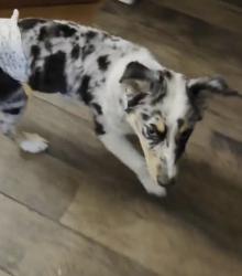 Reunited Male Dog last seen Near SW 136th Pl, Oklahoma City, OK 73170, USA, Oklahoma City, OK 73170