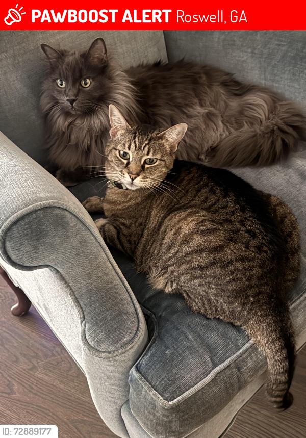 Lost Male Cat last seen Norcross St and Alpharetta Hwy, Roswell, GA 30075