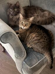 Lost Male Cat last seen Norcross St and Alpharetta Hwy, Roswell, GA 30075