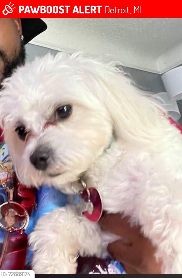 Lost Male Dog last seen Livernois , Detroit, MI 48204