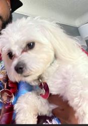 Lost Male Dog last seen Livernois , Detroit, MI 48204