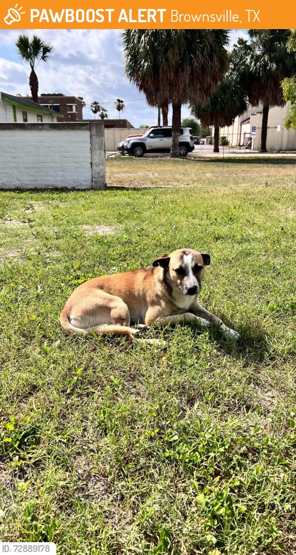 Found/Stray Male Dog last seen Behind Warbler Coffee Shop, Brownsville, TX 78520