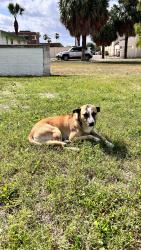 Found/Stray Male Dog last seen Behind Warbler Coffee Shop, Brownsville, TX 78520