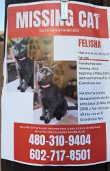Lost Male Cat last seen Near S Grandview Ave, Tempe, AZ, USA, Tempe, AZ 85282
