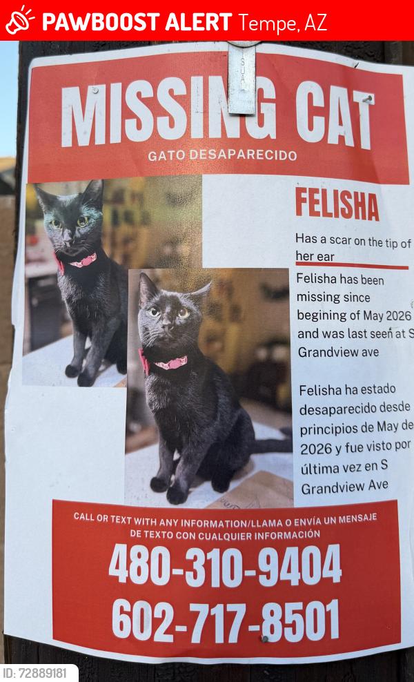 Lost Male Cat last seen Near S Grandview Ave, Tempe, AZ, USA, Tempe, AZ 85282