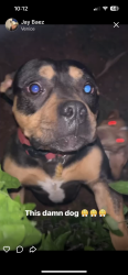 Reunited Male Dog last seen Nw 36th St and May Ave, Oklahoma City, OK 73112
